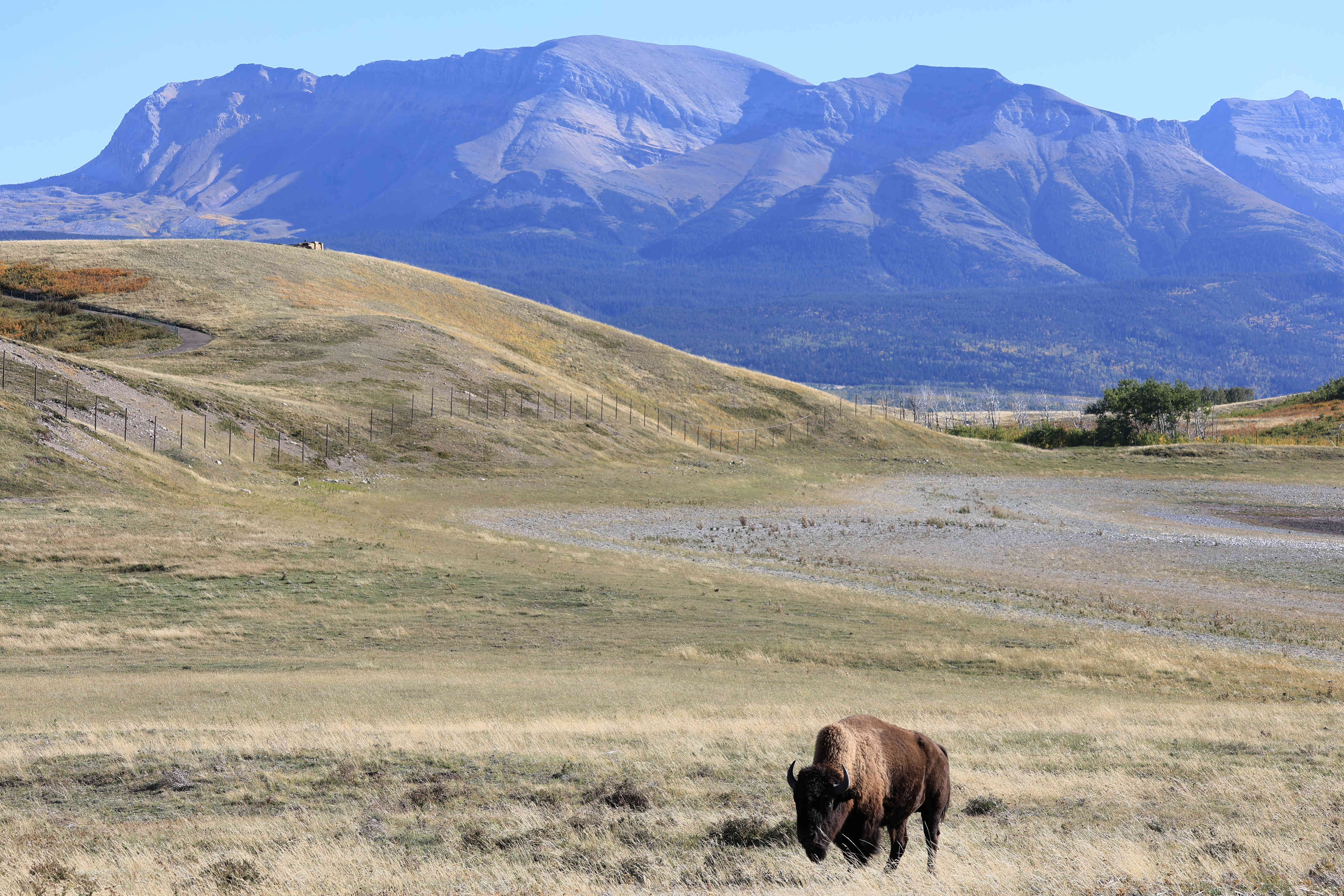 Bison Paddok
